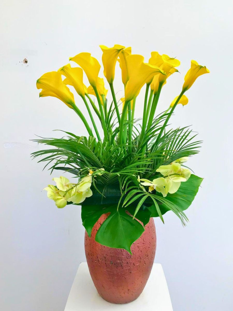 A pure yellow calla arrangement with greenery