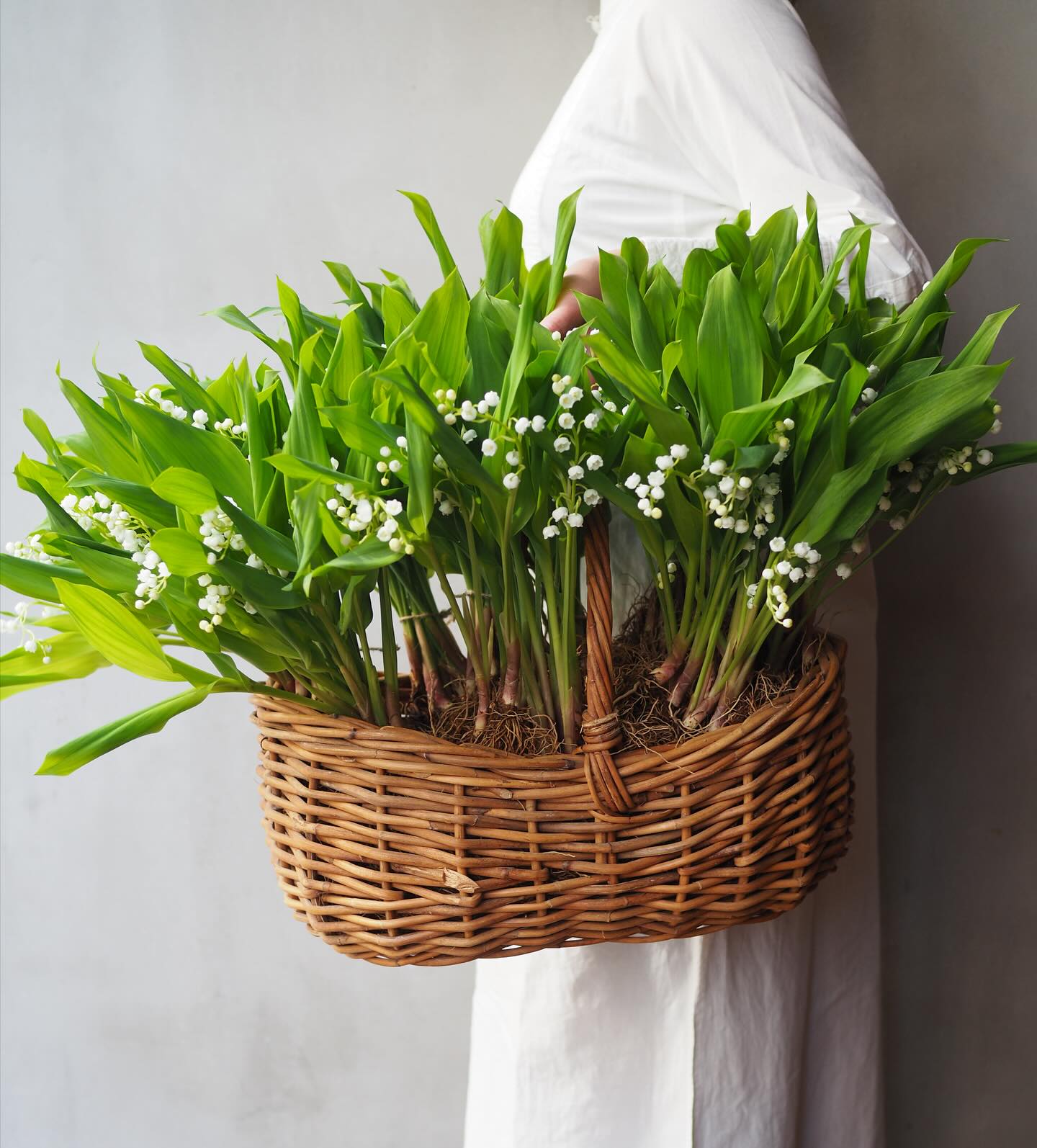 Lily of the Valley - Convallaria