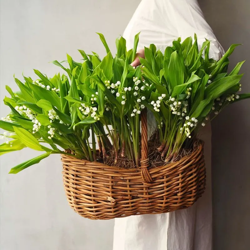 birth flower for the month of May lily of the valley