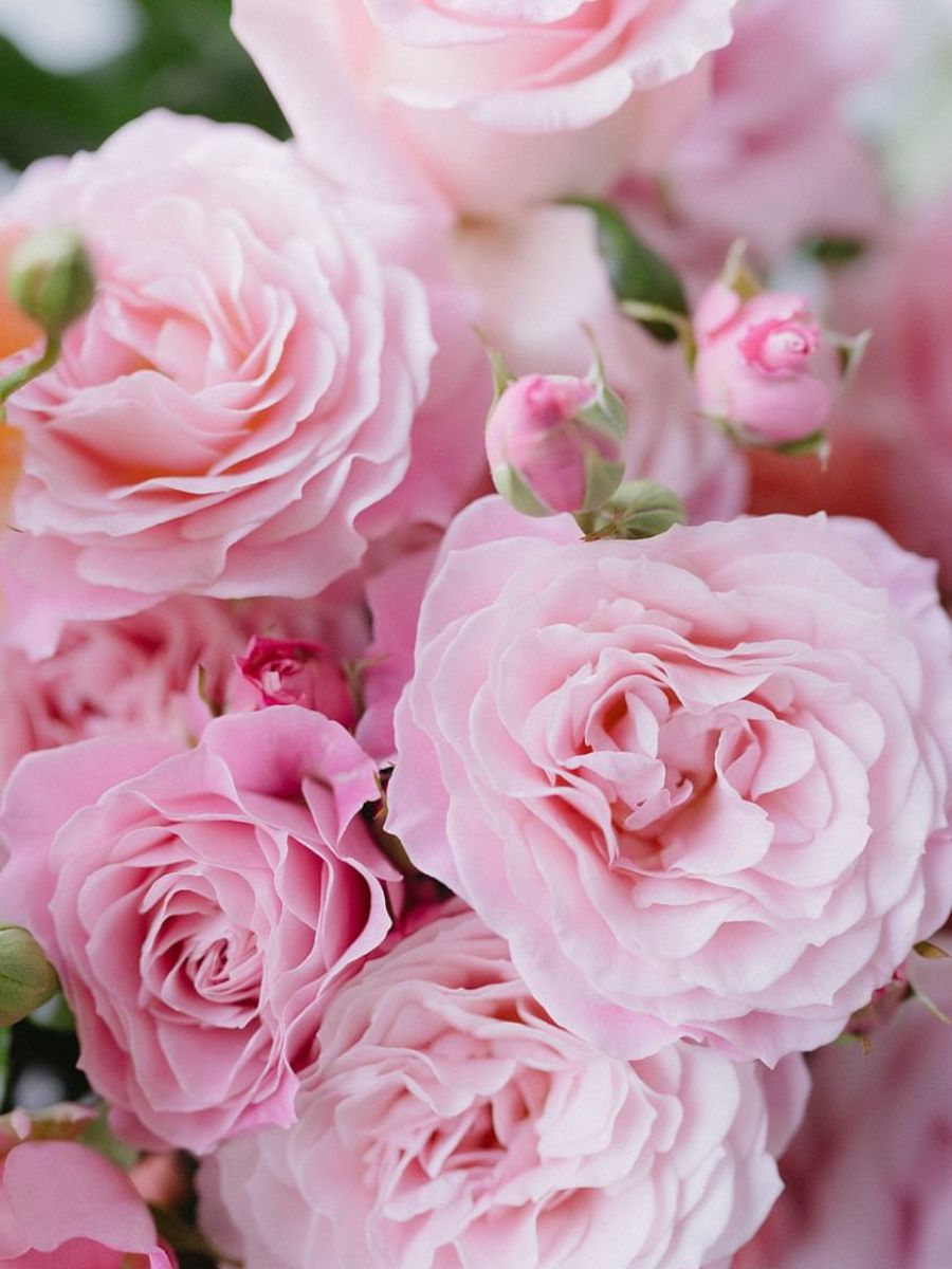 Pink Spray Roses De Ruiter Innovations