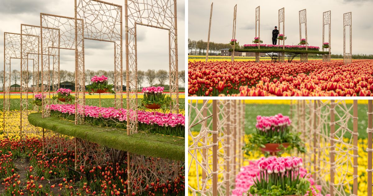 Installation for the baptism of the Tomas de Bruyne Tulip