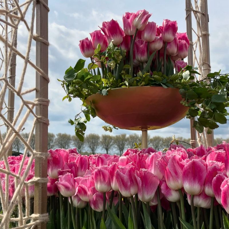 The Tomas de Bruyne Tulip