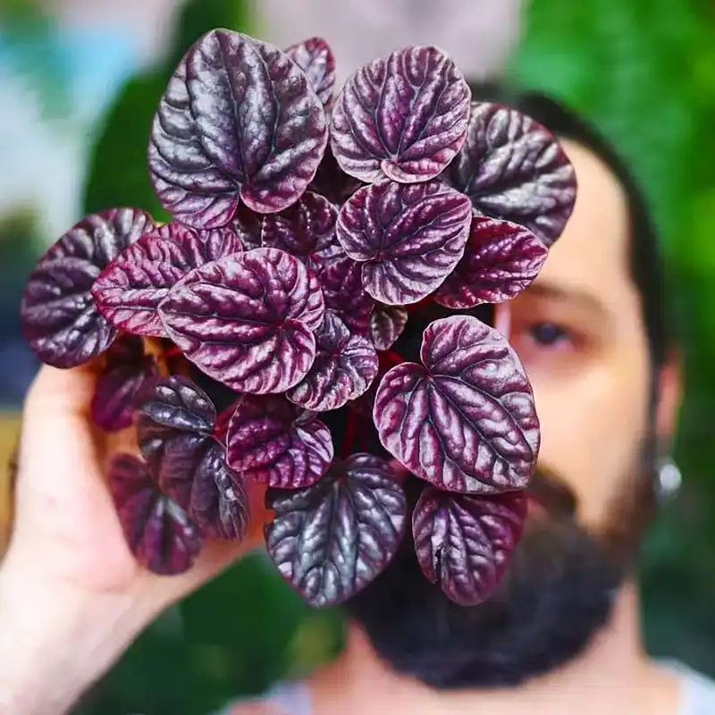 These are some rare houseplants that you would love