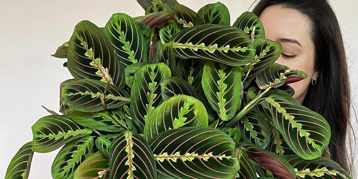 These are some rare houseplants that you would love