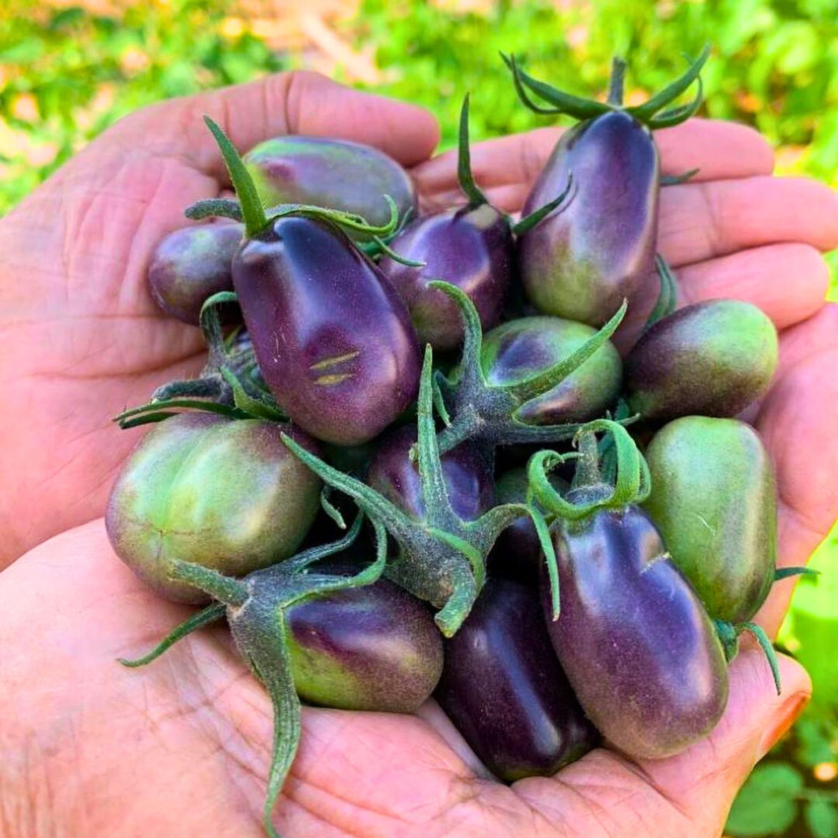 Purple tomatoes produced in Buzabi by Amna