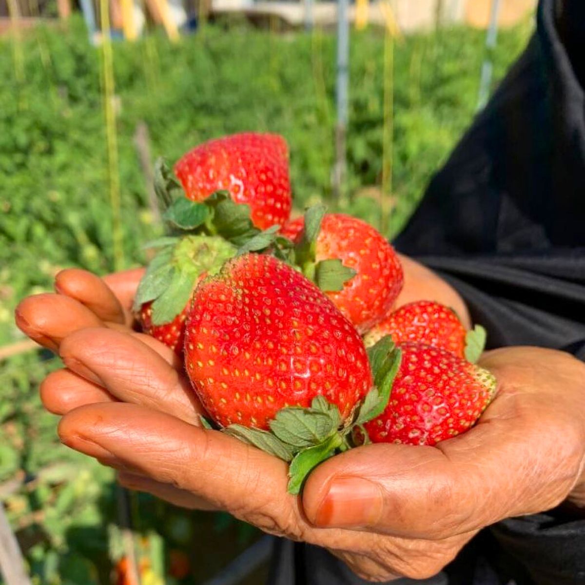 Strawberry production in Dubai