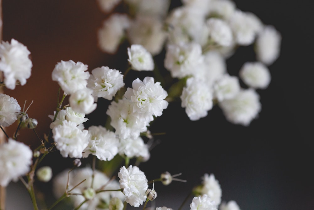 Gypsophila - From Floristry Favorite to Trendsetting Flower baby's 