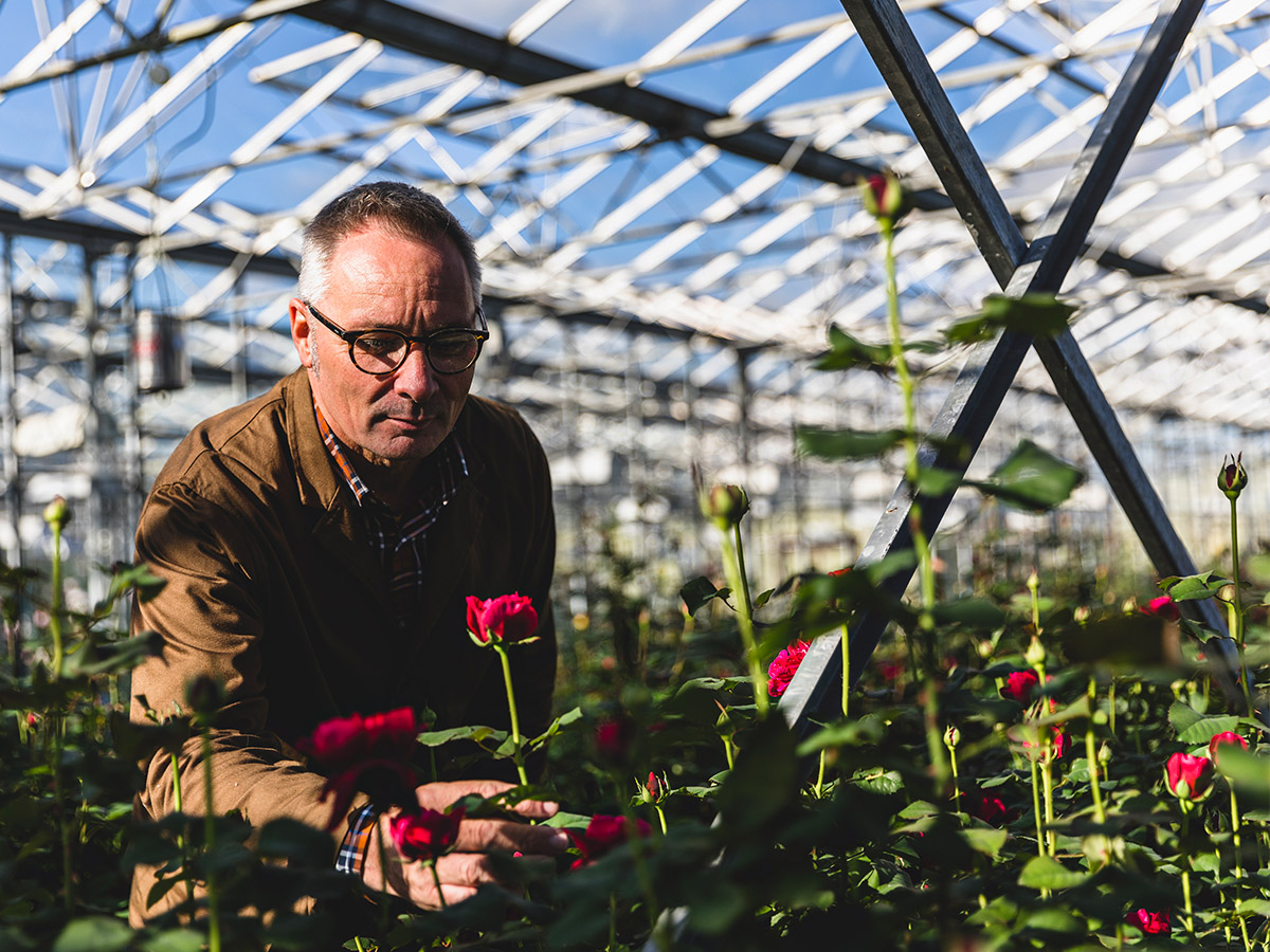 David Austin Carl Bennett in greenhouse