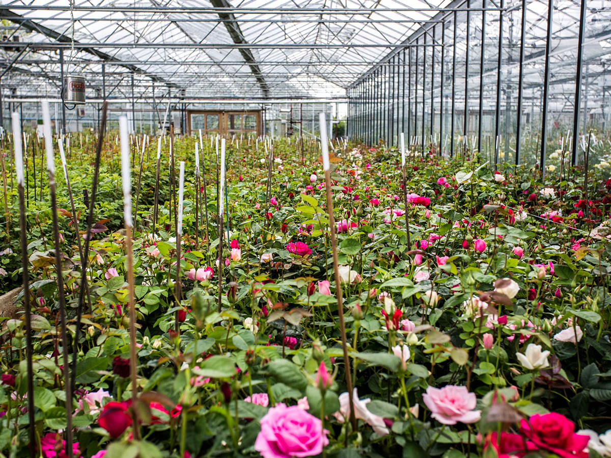 Rose breeding process at David Austin