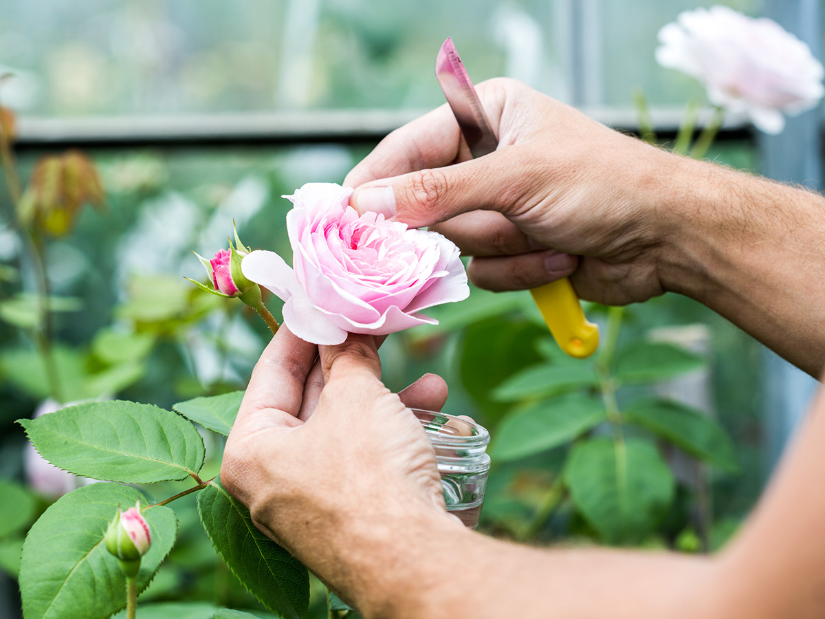 David Austin breeding process pink rose