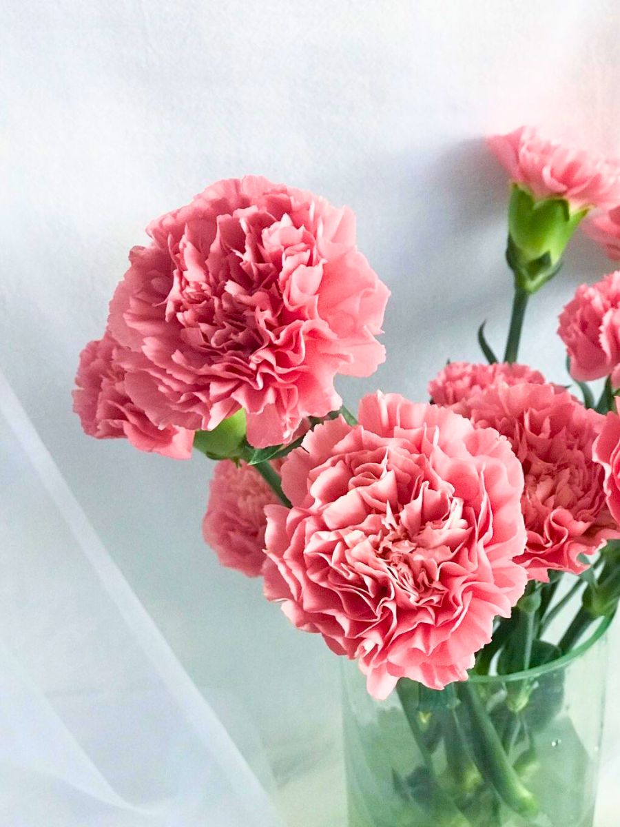 Pastel pink color carnations