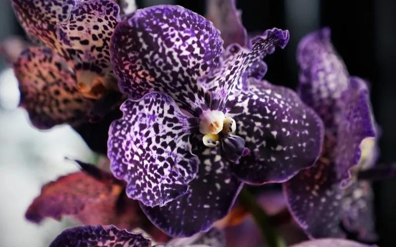 See How the Four Seasons' Floral Team Works Behind the Scenes Vanda Orchids