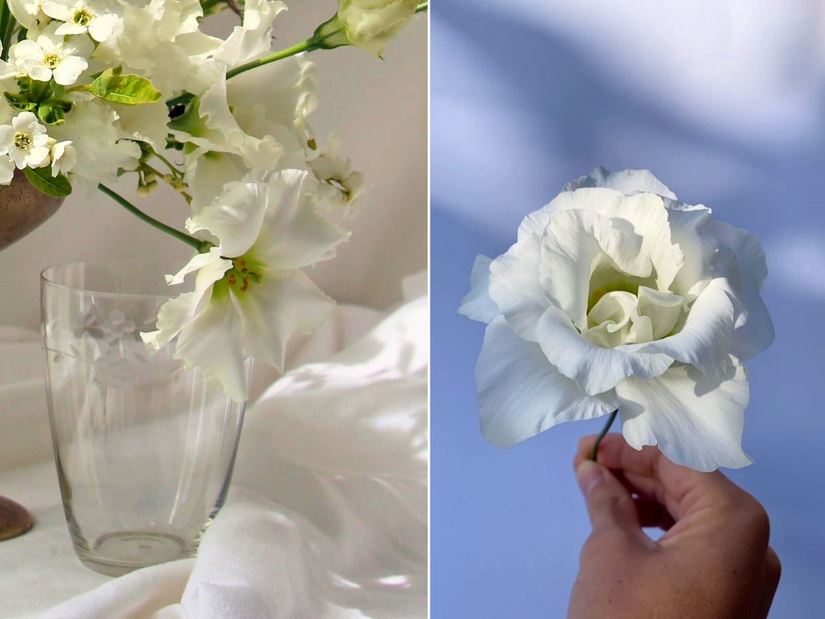 All About the Elegant Lisianthus Flower