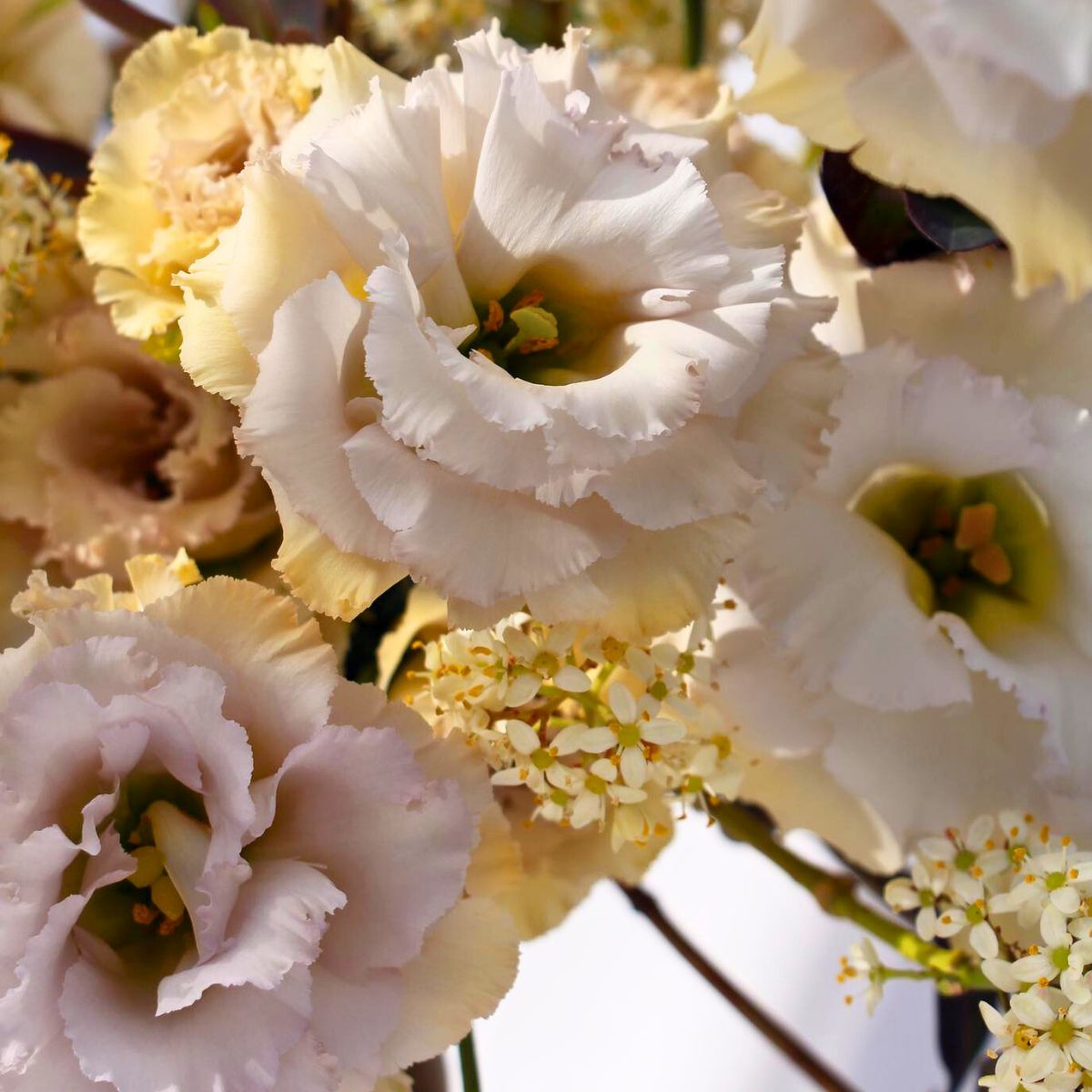 All About the Elegant Lisianthus Flower