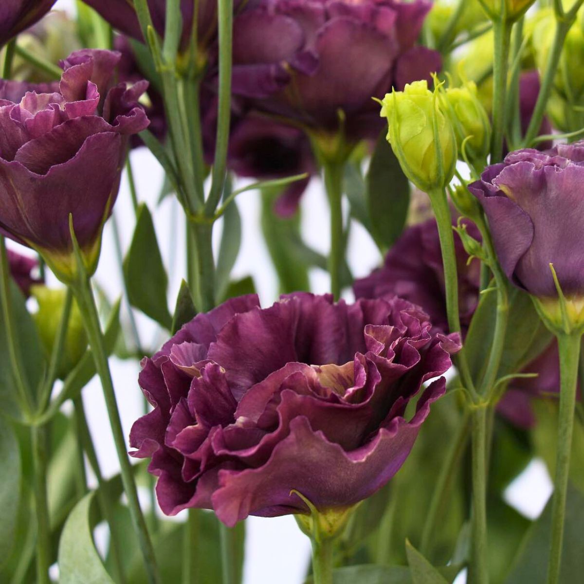 All About the Elegant Lisianthus Flower