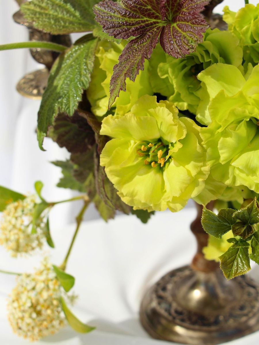 Lisianthus Rosanne Green, a variety in chartreuse green tone