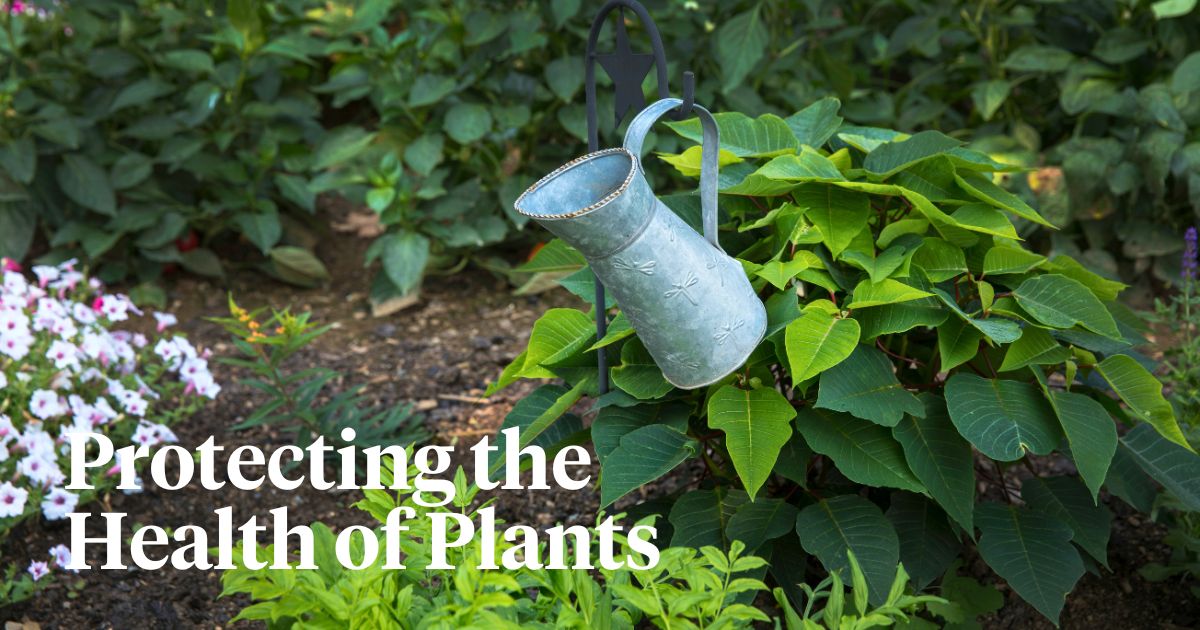 The International Day of Plant Health recognizes the vital importance of plants in supporting life on earth.