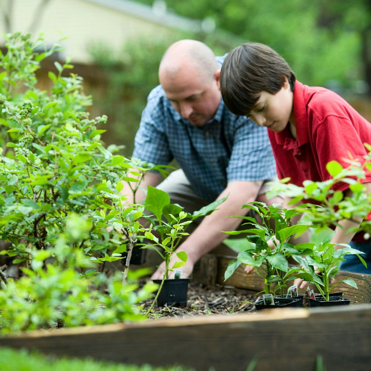 The International Day of Plant Health acknowledges the crucial role plants play in sustaining life.