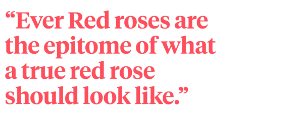 Quote Ever Red Rose De Ruiter