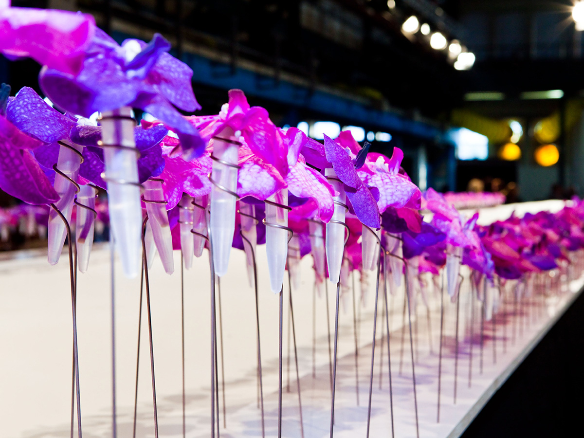 Purple Vandas at a floral event