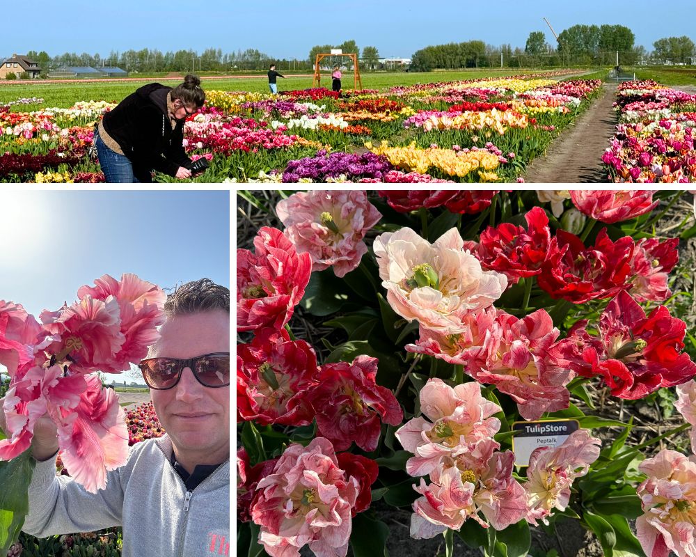 Visiting The Tulip Store