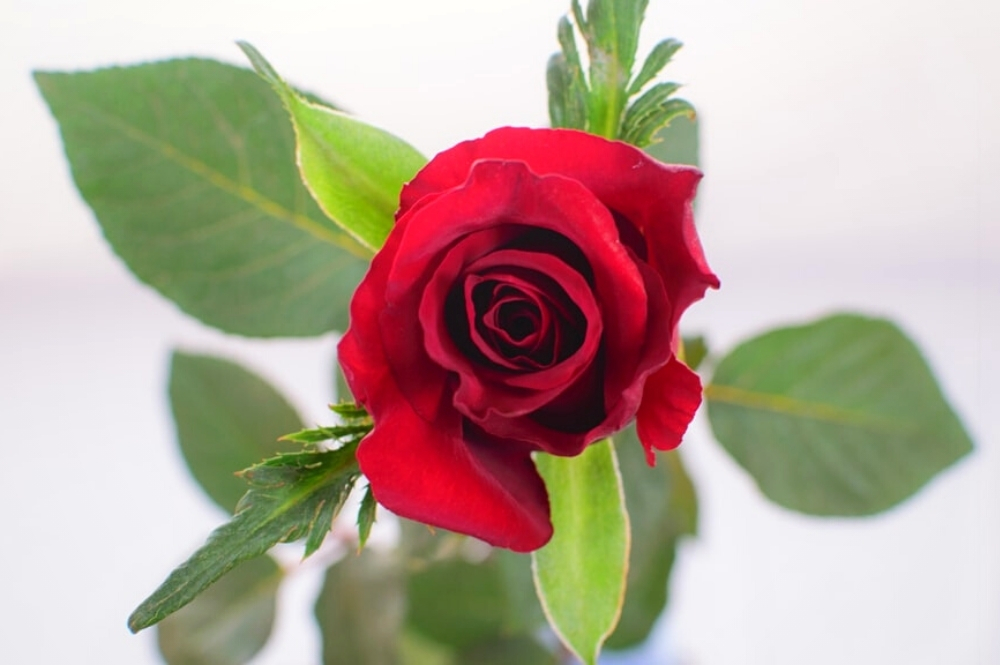 Ever Red Rose – The Best Globally Available Red Rose De Ruiter