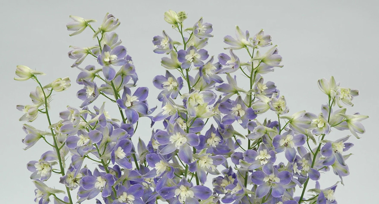 Delphinium Trick Lavender cut flower on Thursd header
