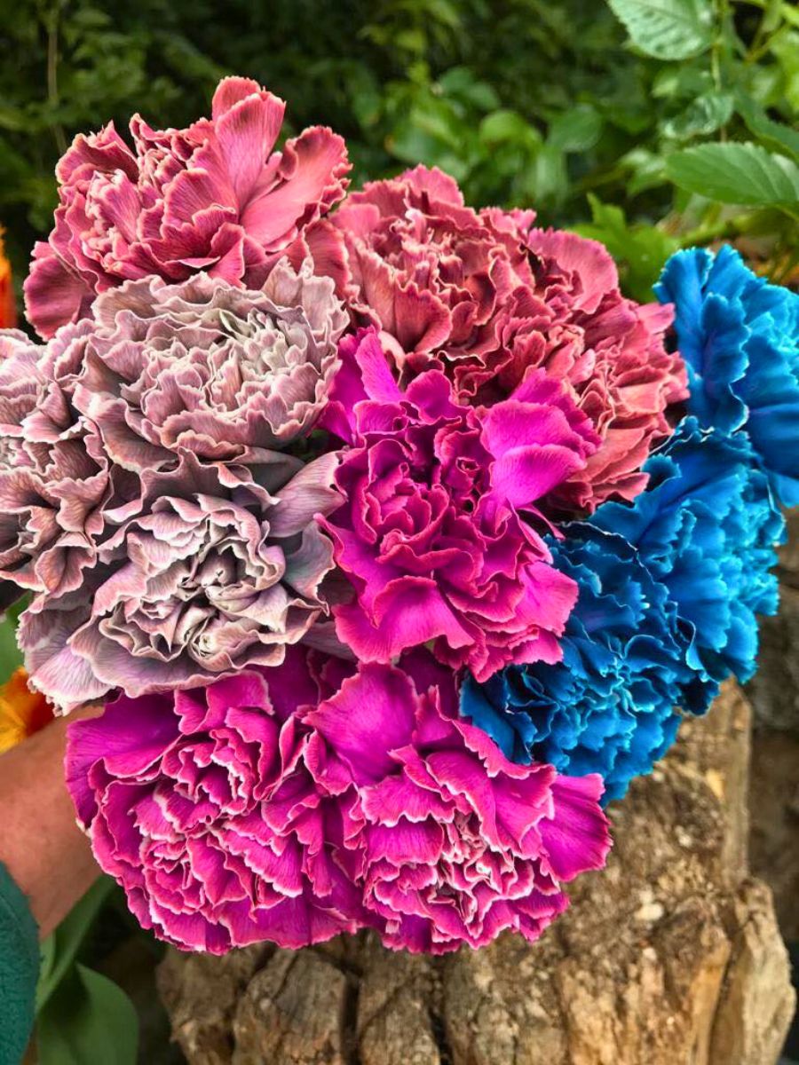 ​Dyeing Flowers and the ​Best Blooms to Use