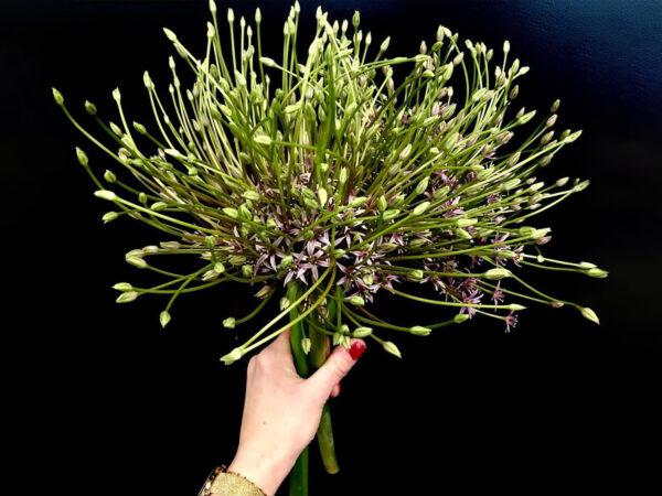 Picking Bouquets Are the Newest Flower Trend - allium
