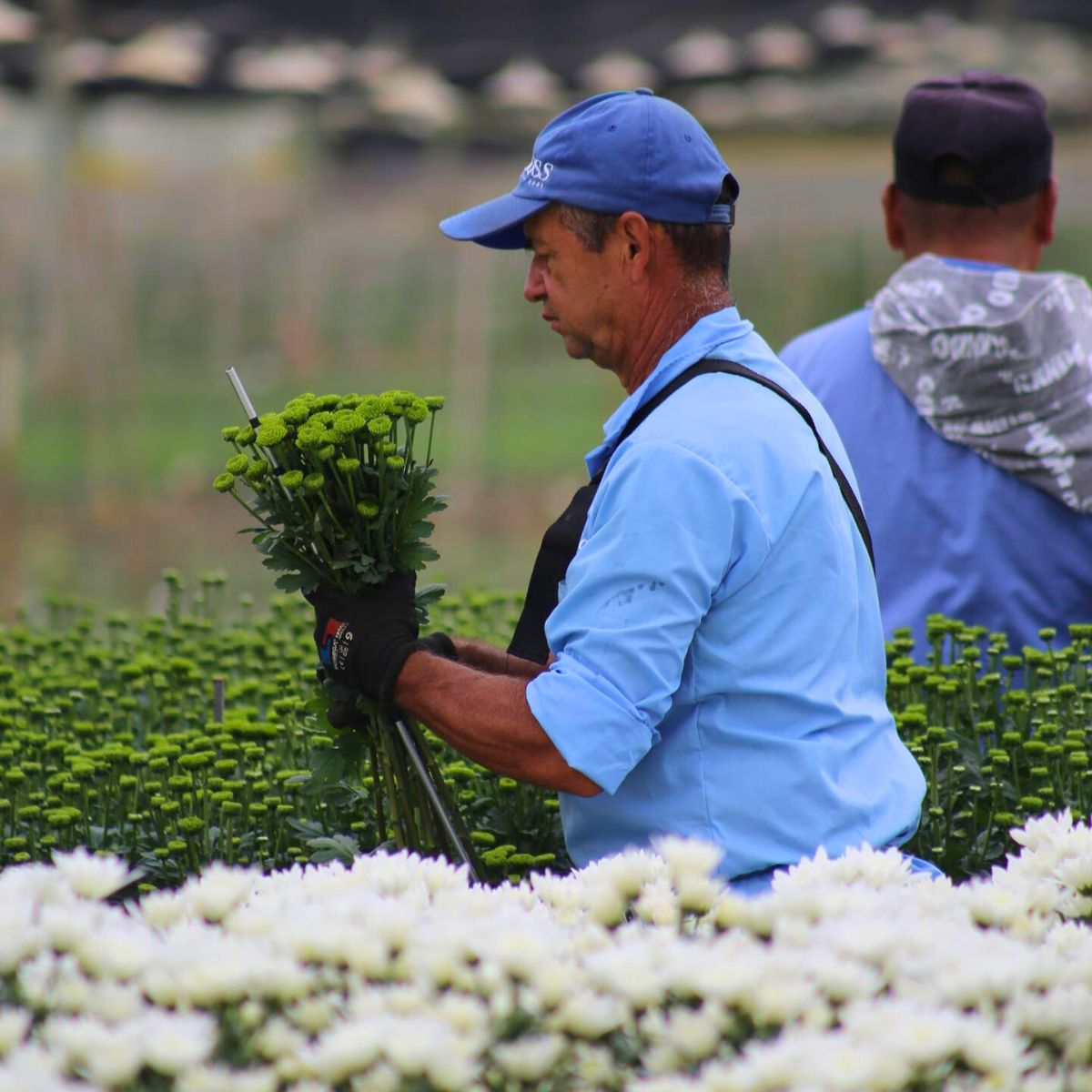  Asocolflores Is Powering Colombia’s Floriculture Success