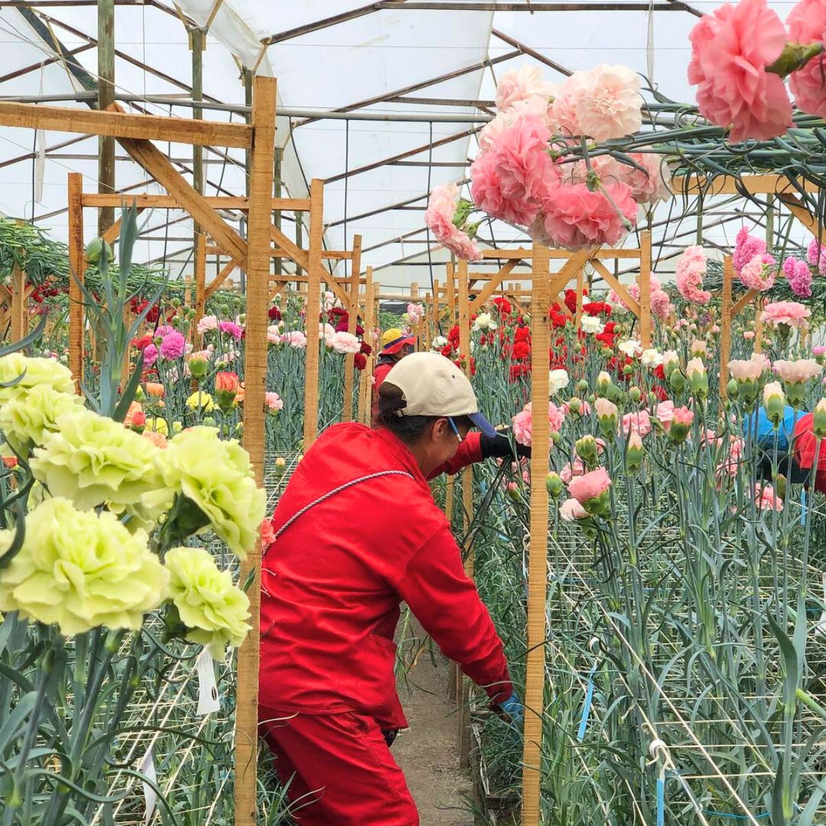 Asocolflores Is Powering Colombia’s Floriculture Success