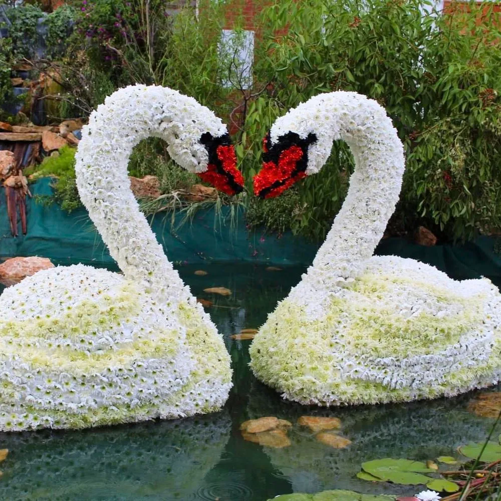 White-Chrysanthemum-Swans-in-Leverano-in-Fiori-_1_