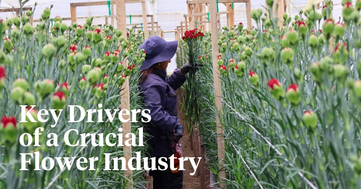 Asocolflores is propelling Colombia's floriculture success.