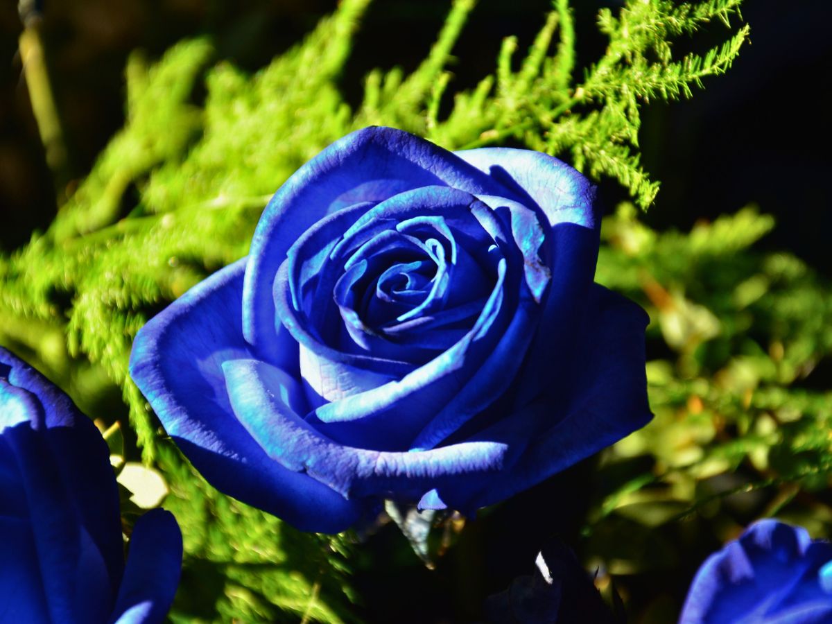 ​Do Blue Roses Exist?