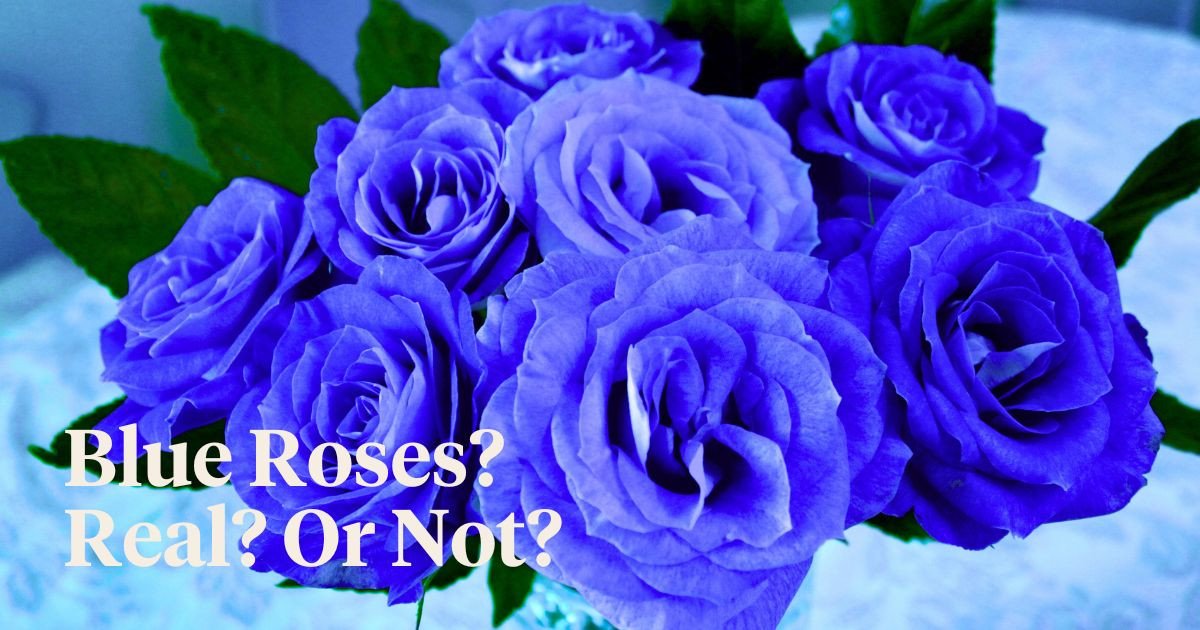 Do Blue Roses Exist Is There a Real Blue Rose?