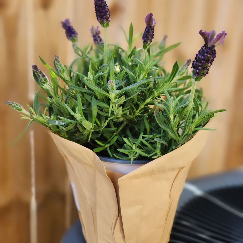 Lavender for outdoor space