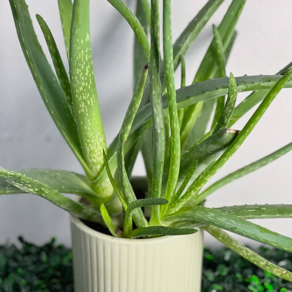 Aloe vera plant for your home