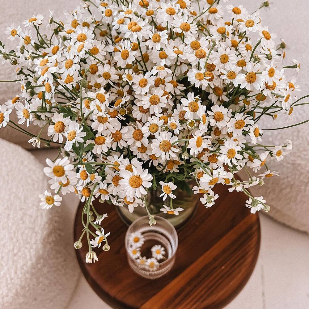 Chamomile Flower plants for home