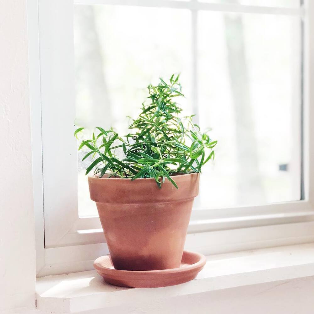 Small Rosemary plant for home