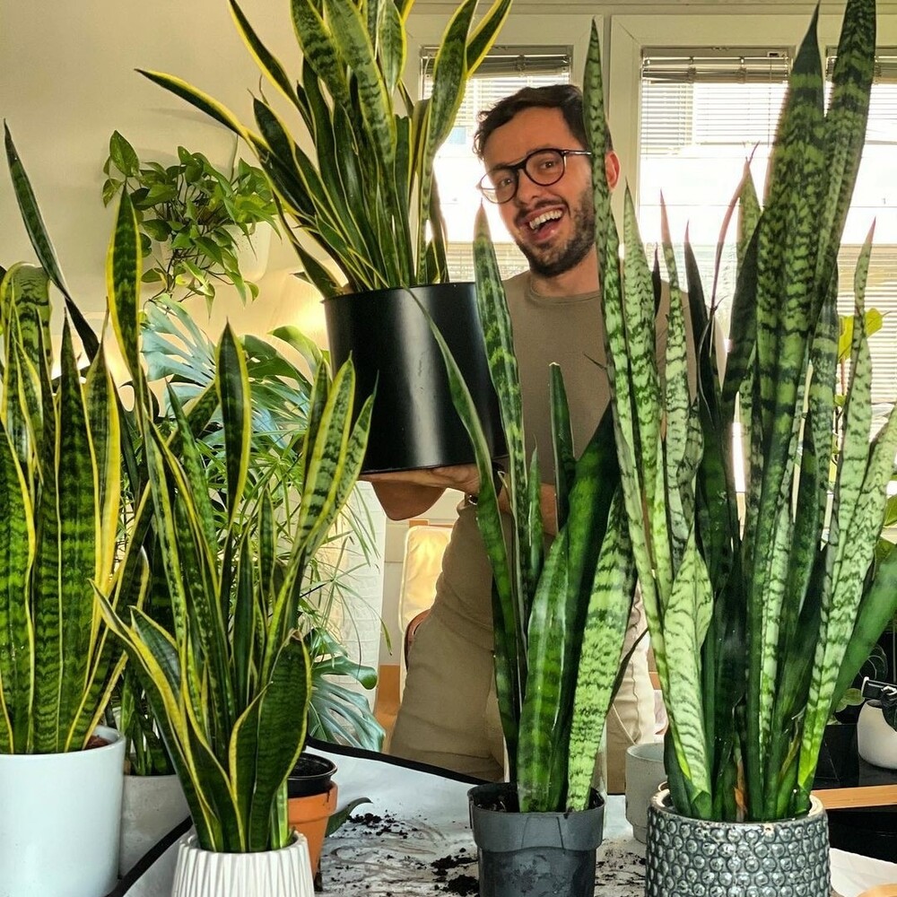 Man with snake plant