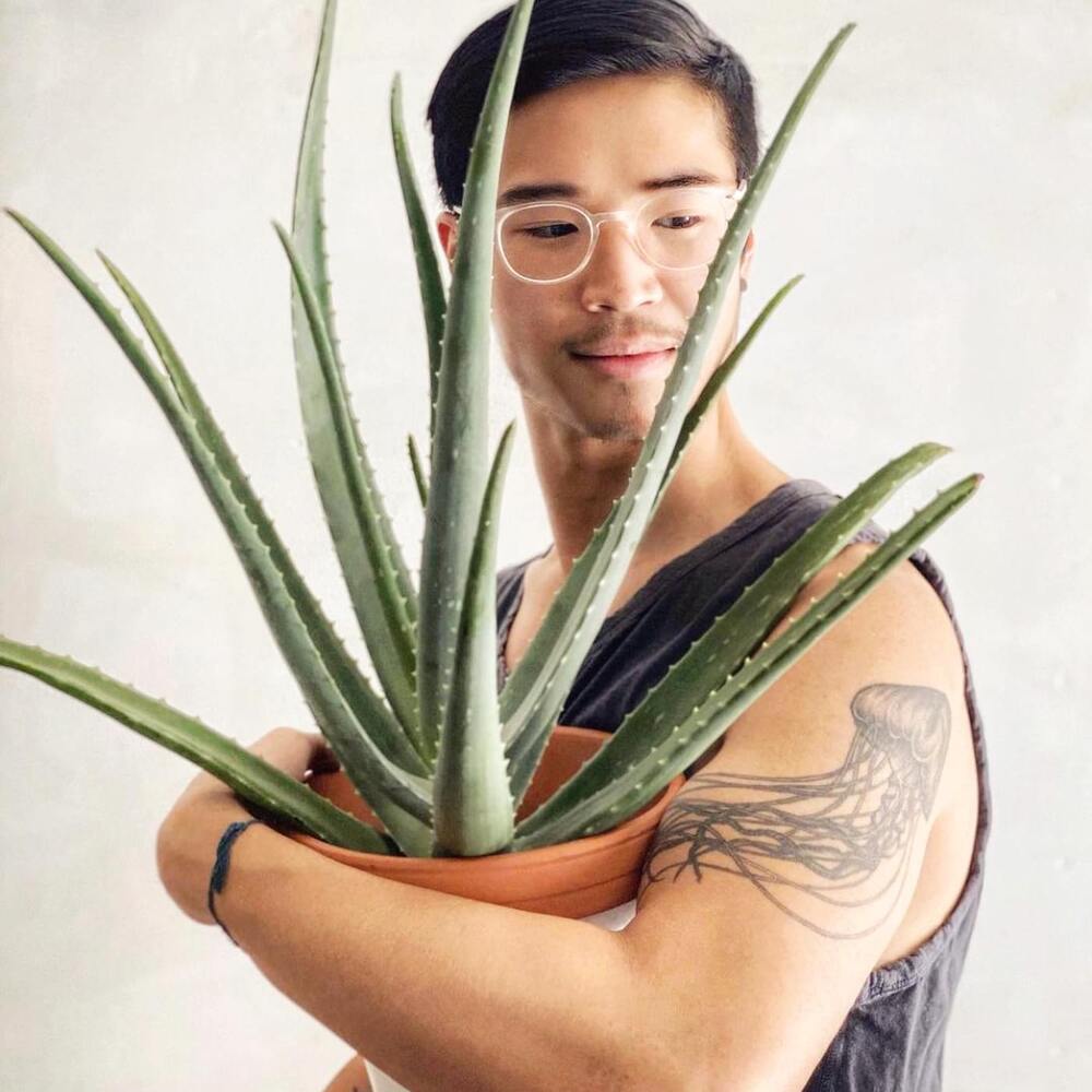 Man Holding Aloe vera plant 