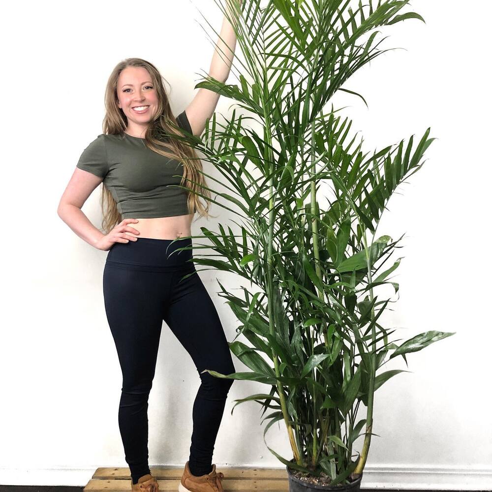 Big Bamboo Plant for indoor space