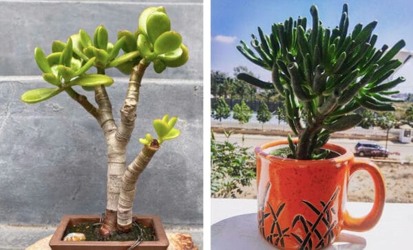 jade plant collage article on thursd