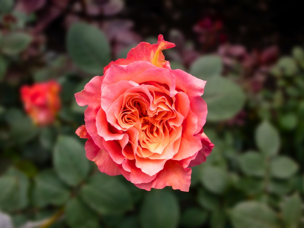 Rose Free Spirit by Minchi Roses