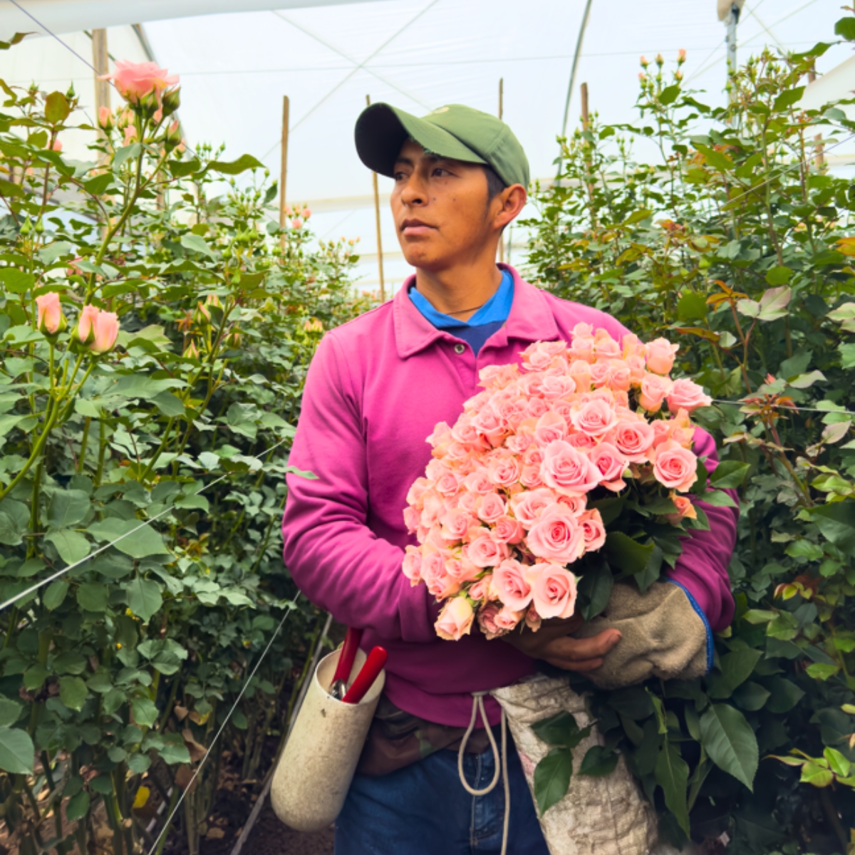 Worker at Minchi Roses cutting roses
