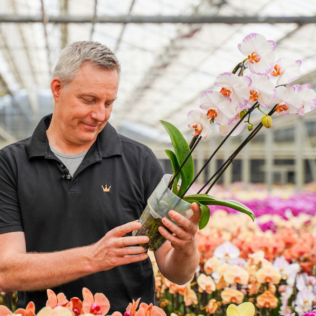 Decorum Fulfills Its Commitment to Providing High-Quality Plants and Flowers
