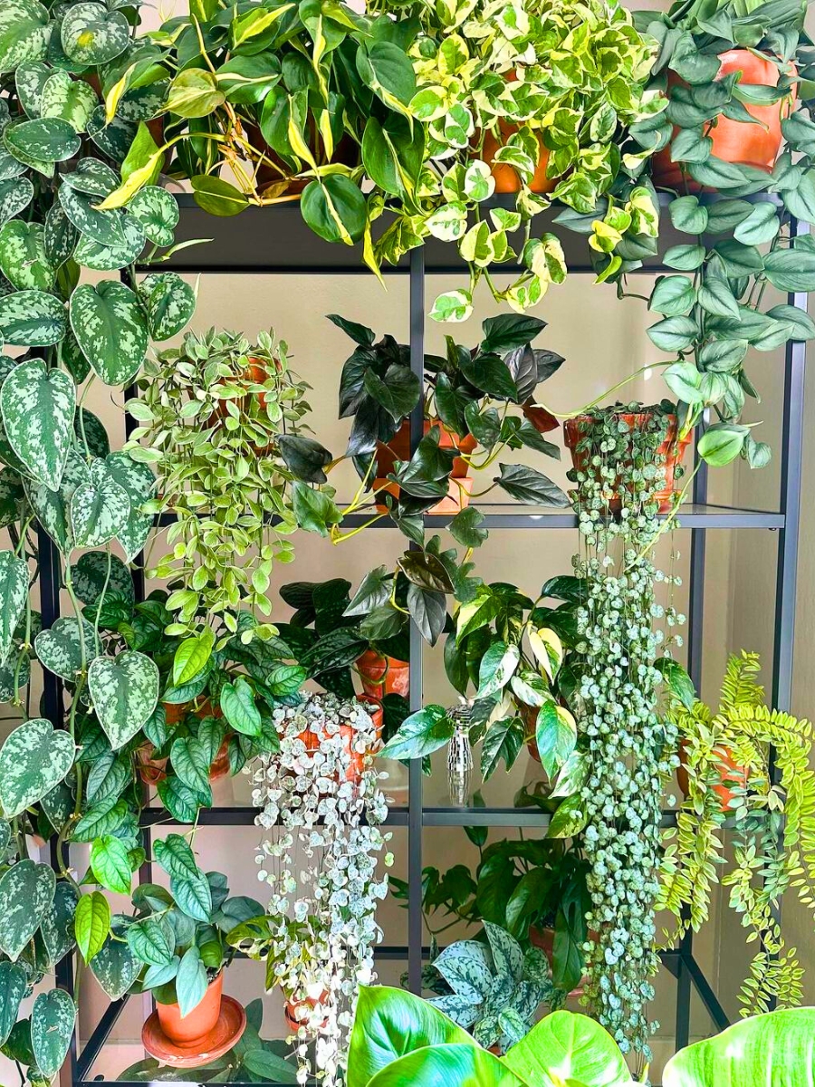 Several types of indoor plants