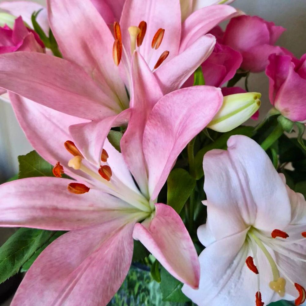 Love for Lilies