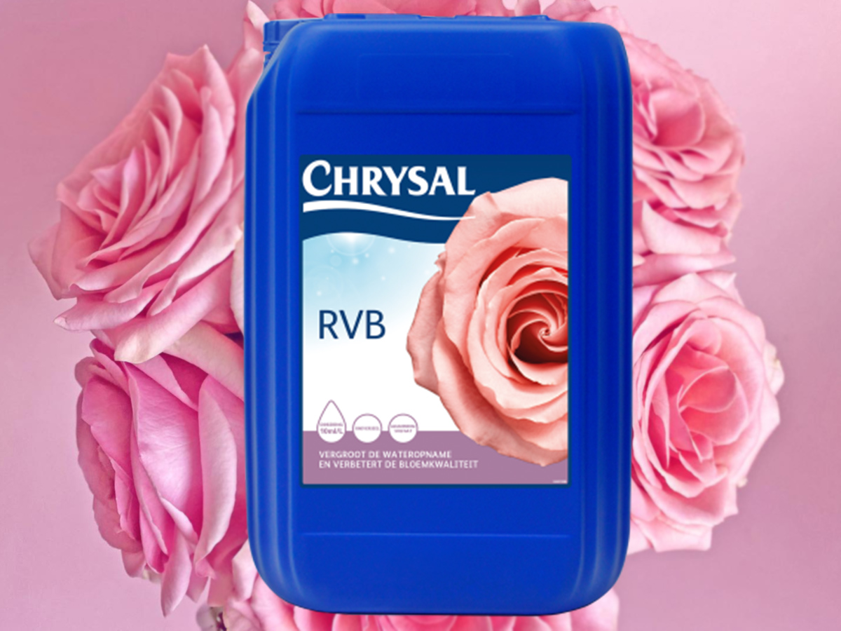 Chrysal Ecuador Roses RVB solution