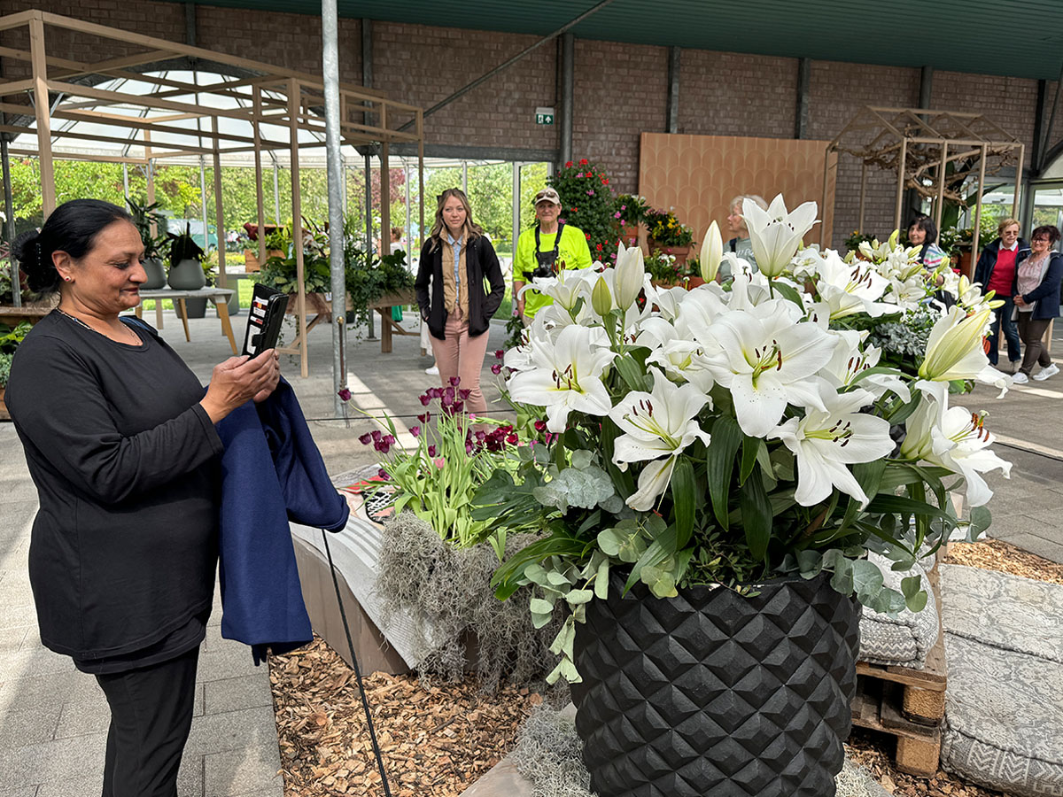Keukenhof Lily Show white lilies